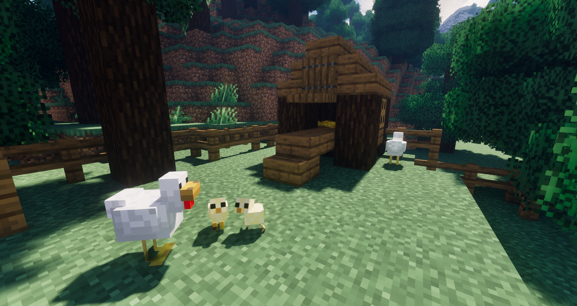 Chickens and Chicks
