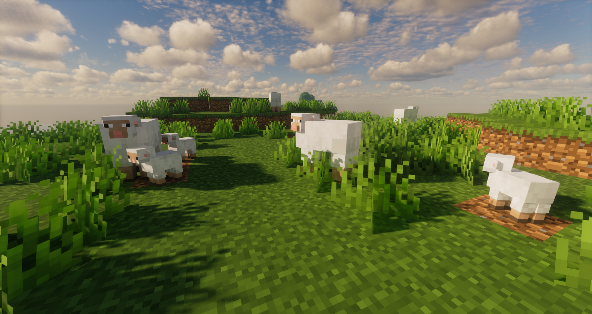 Sheep and Lambs