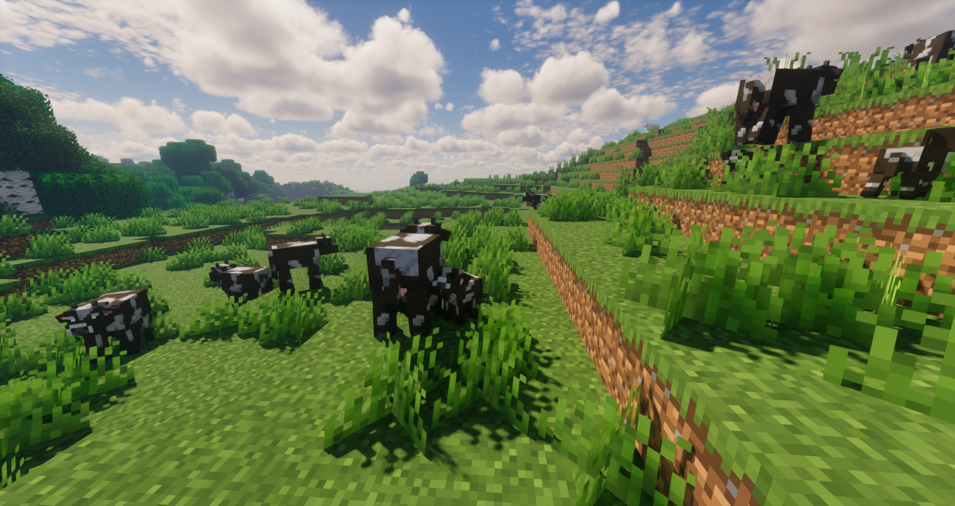 Cows and Calves