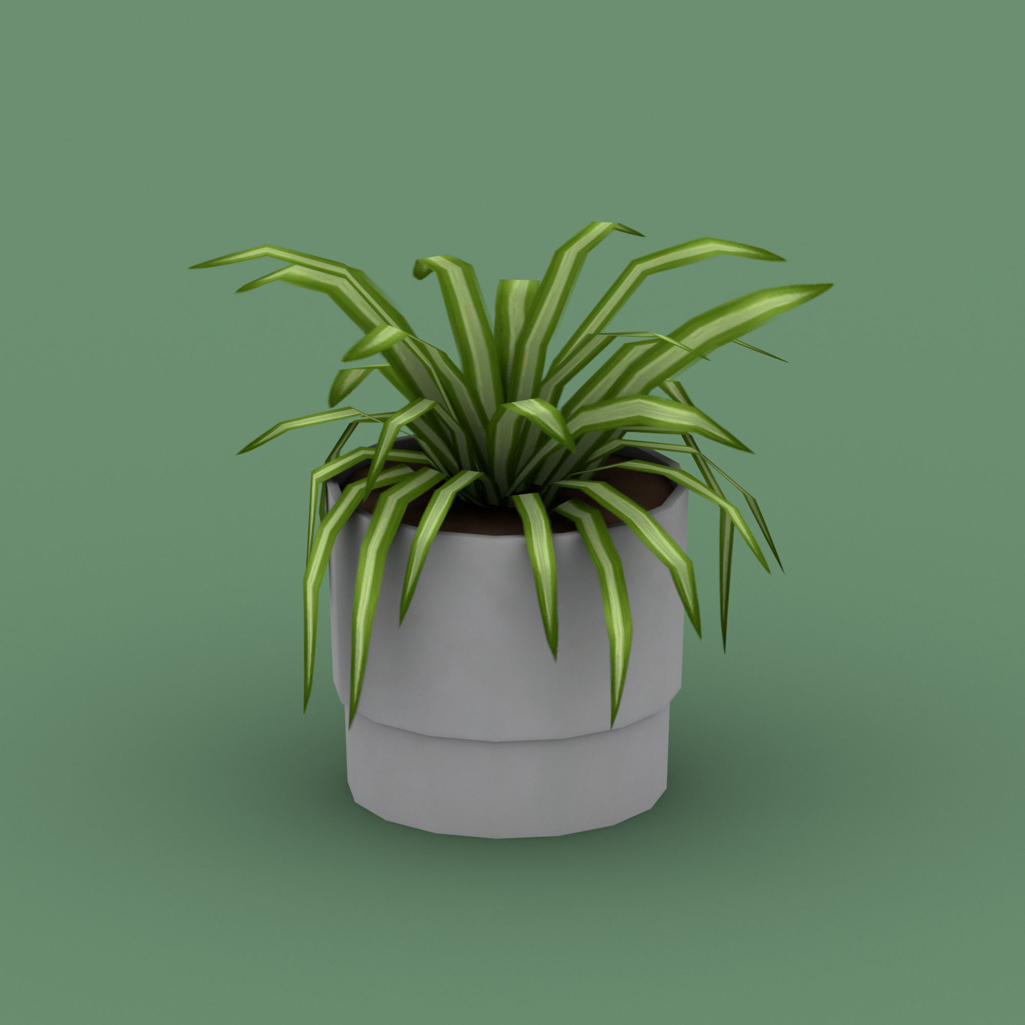 Evergreen Large Plant in a Pot