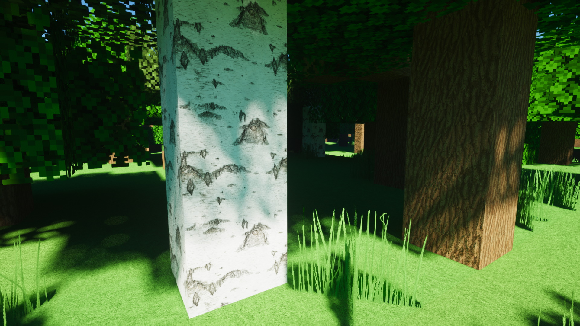 Forest ambient
