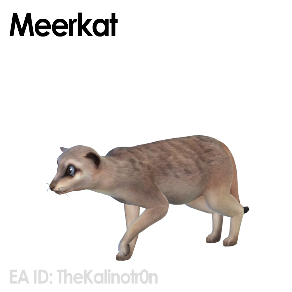 Meerkat