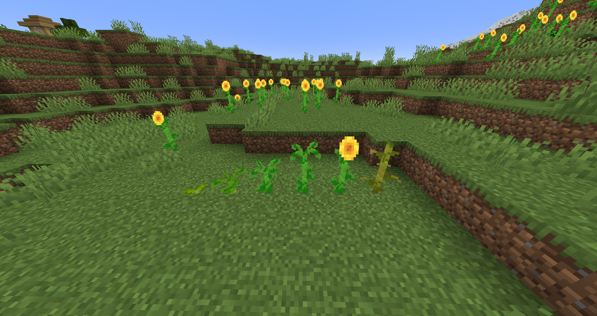 Thumbnail Sunflowers have been changed into a crop.