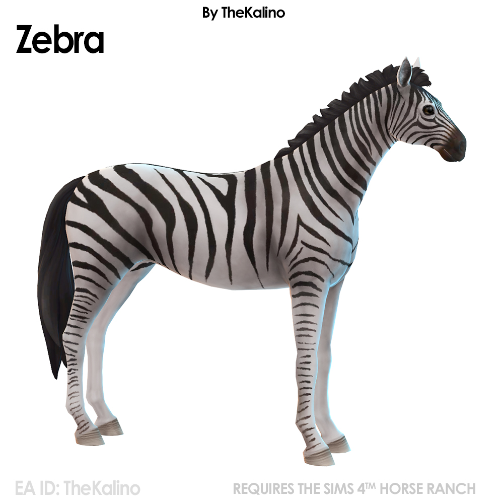 Zebra
