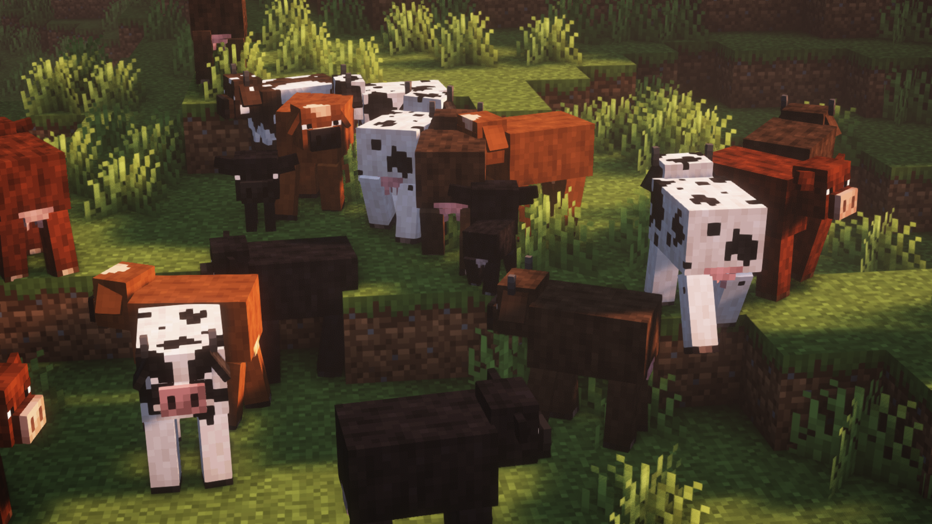 Cows