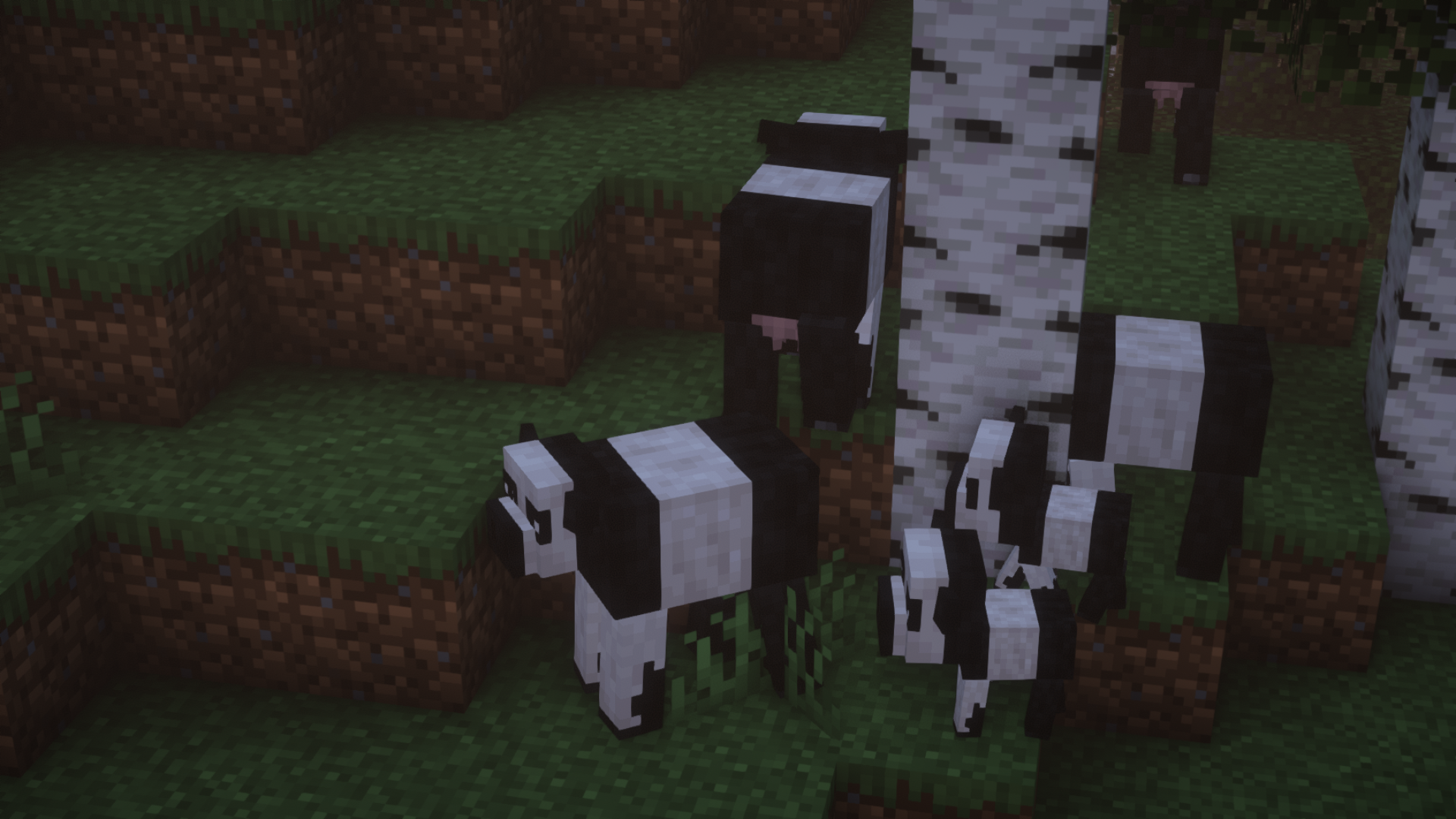 Panda Cows