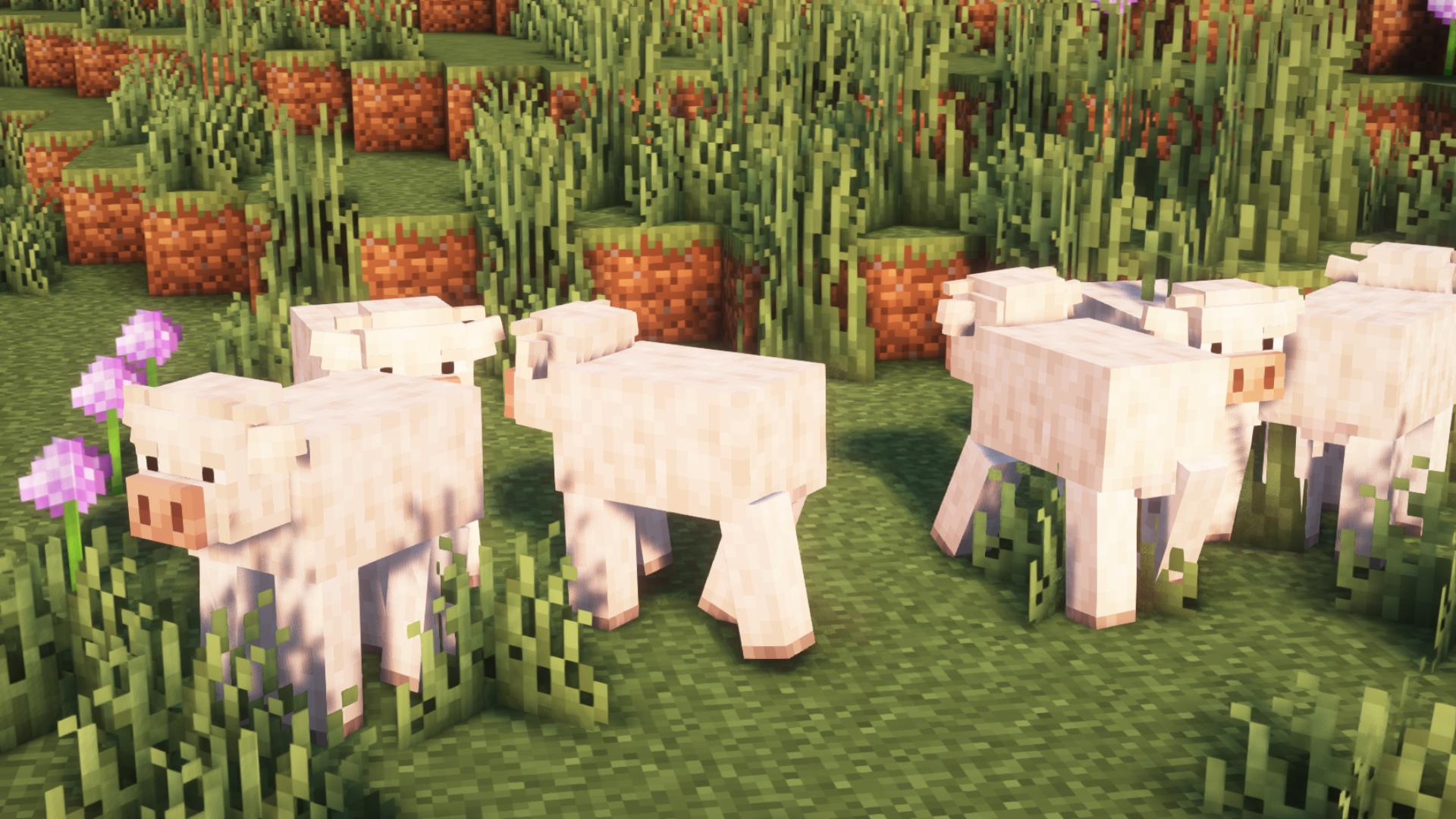 Charolais Cows