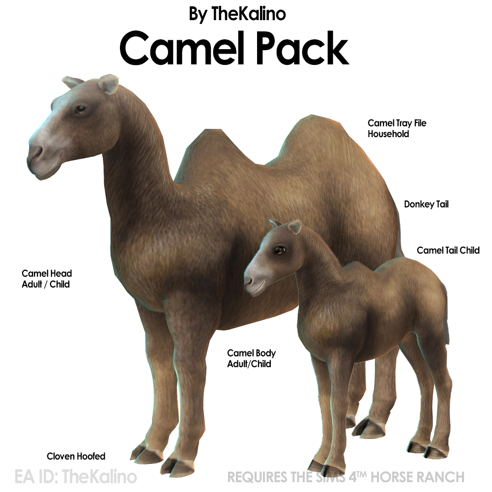 Camel