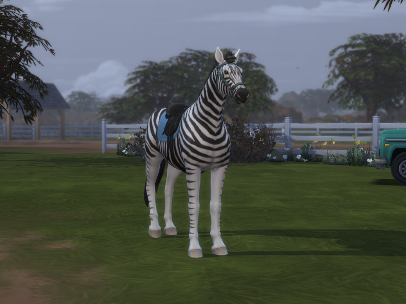 Zebra Showcase 3