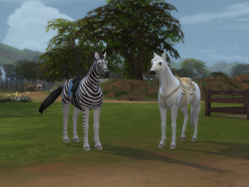 Zebra Showcase 4