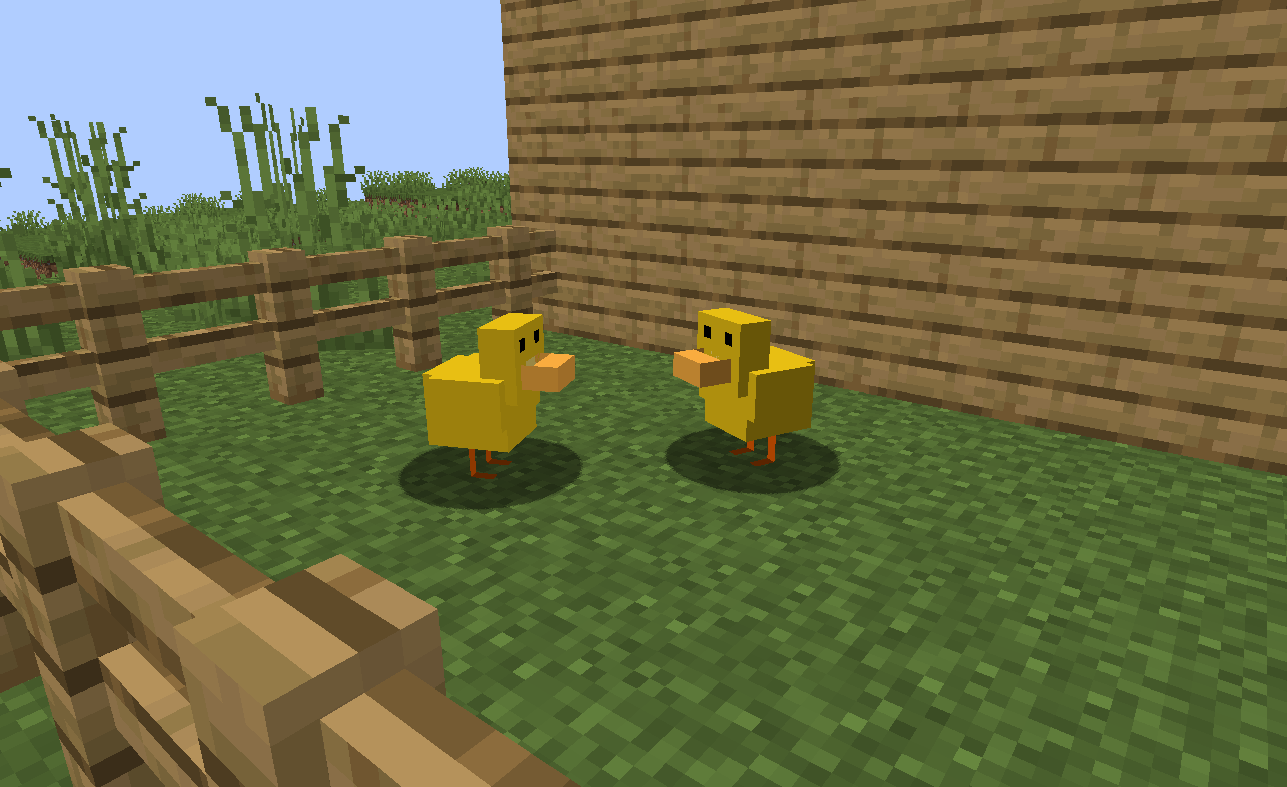 Two ducks together.