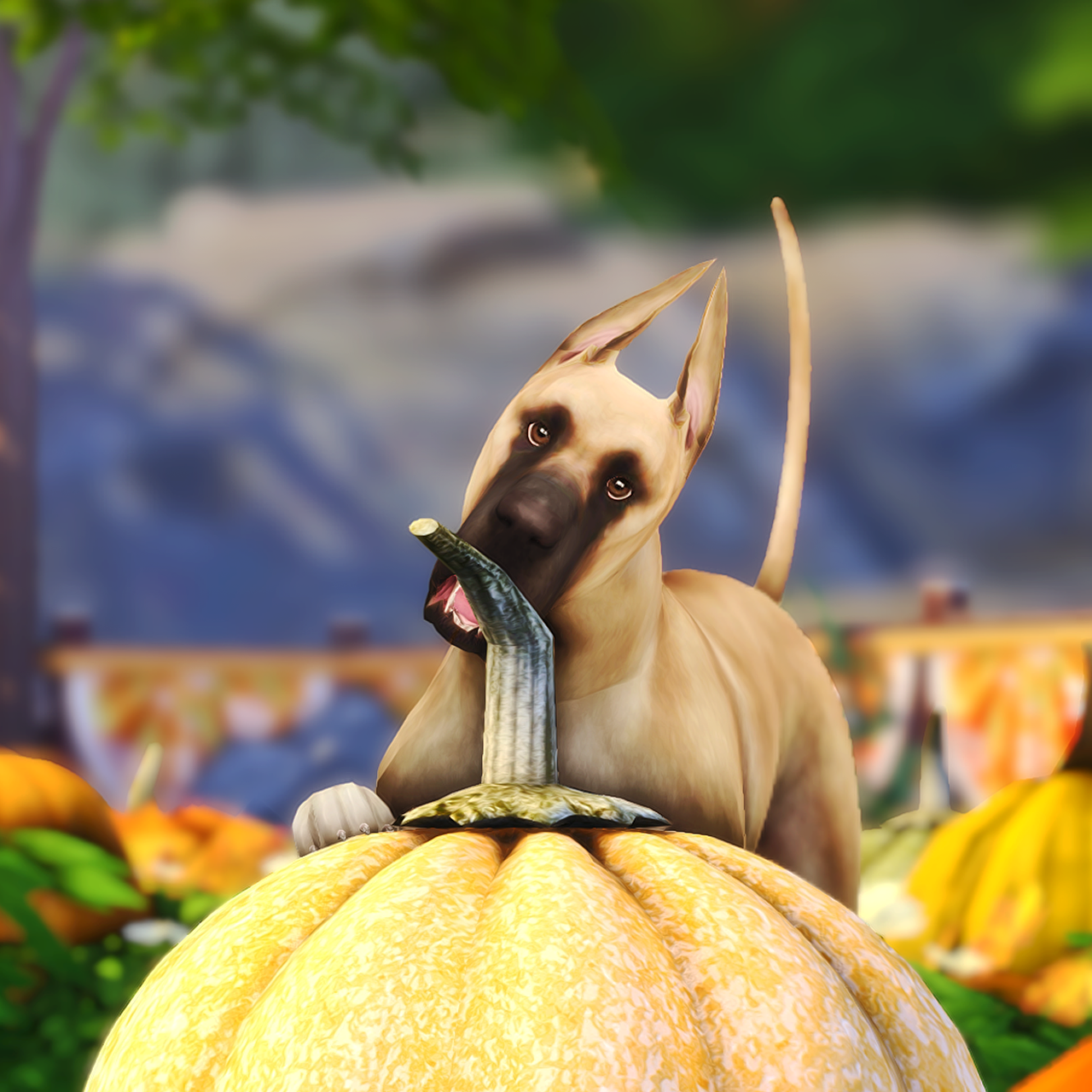 Preview