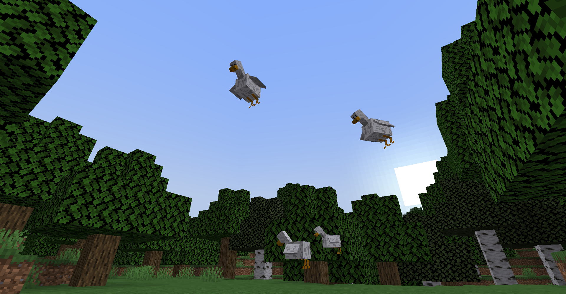 Ducks flying