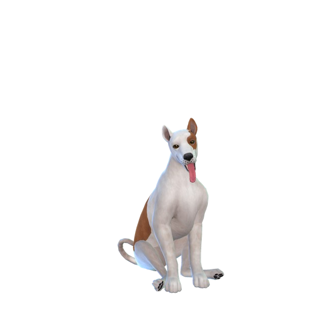 Copito