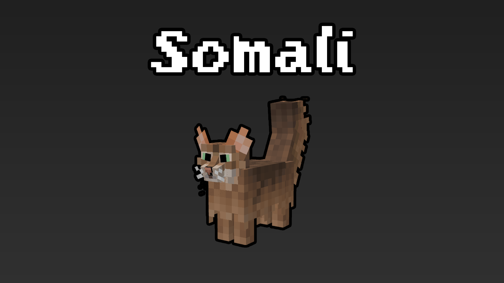 Somali cat