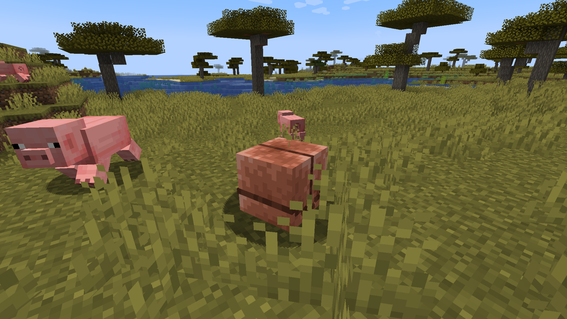 A screenshot of an Armadillo that just got startled by some Pigs