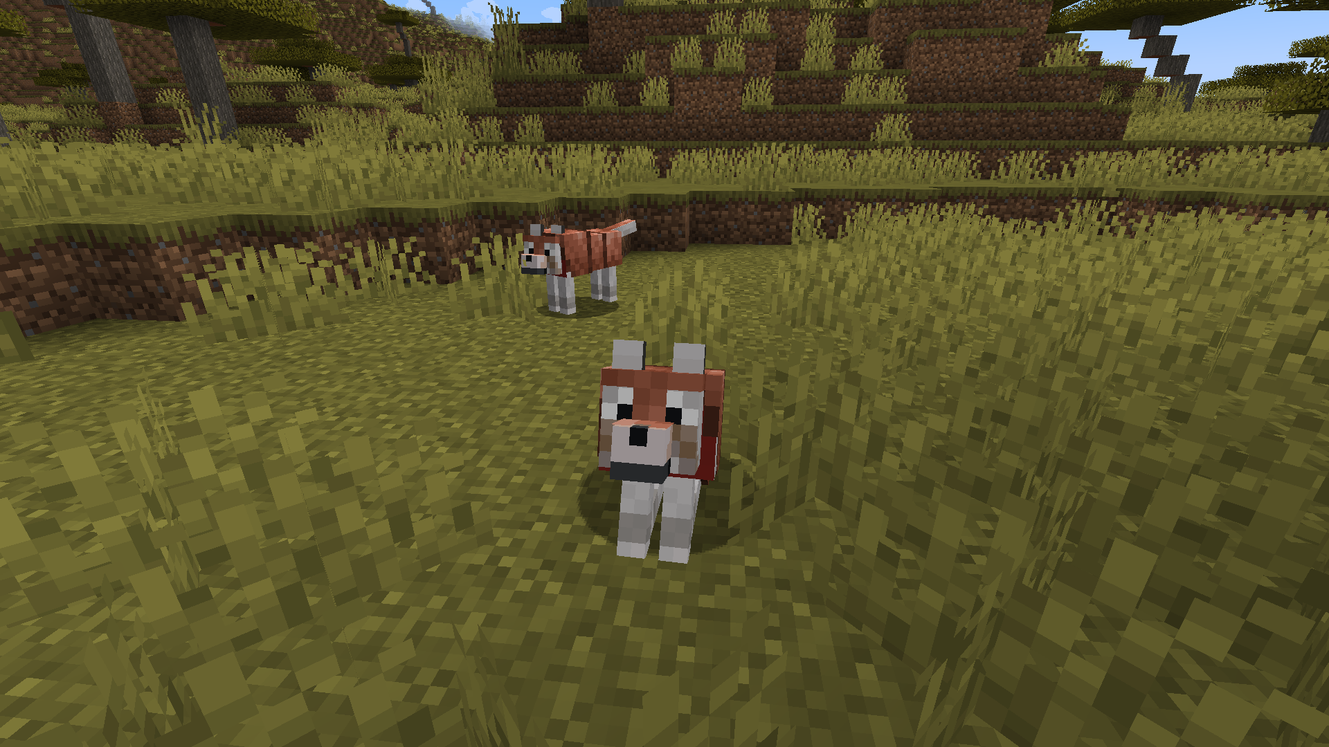 A screenshot of two tamed Wolves equipped with Wolf Armour