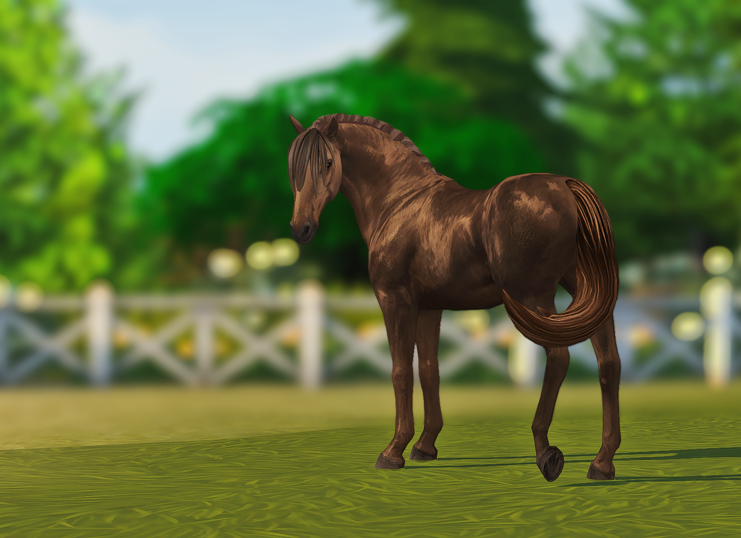 Liver Chestnut