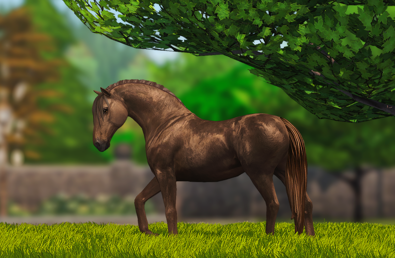 Liver Chestnut