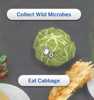 collect wild microbes leafy