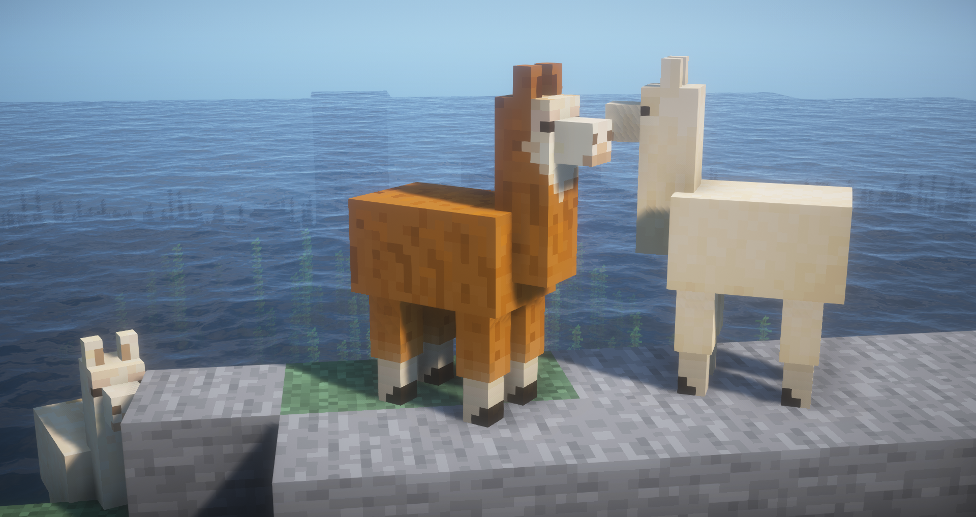 llama