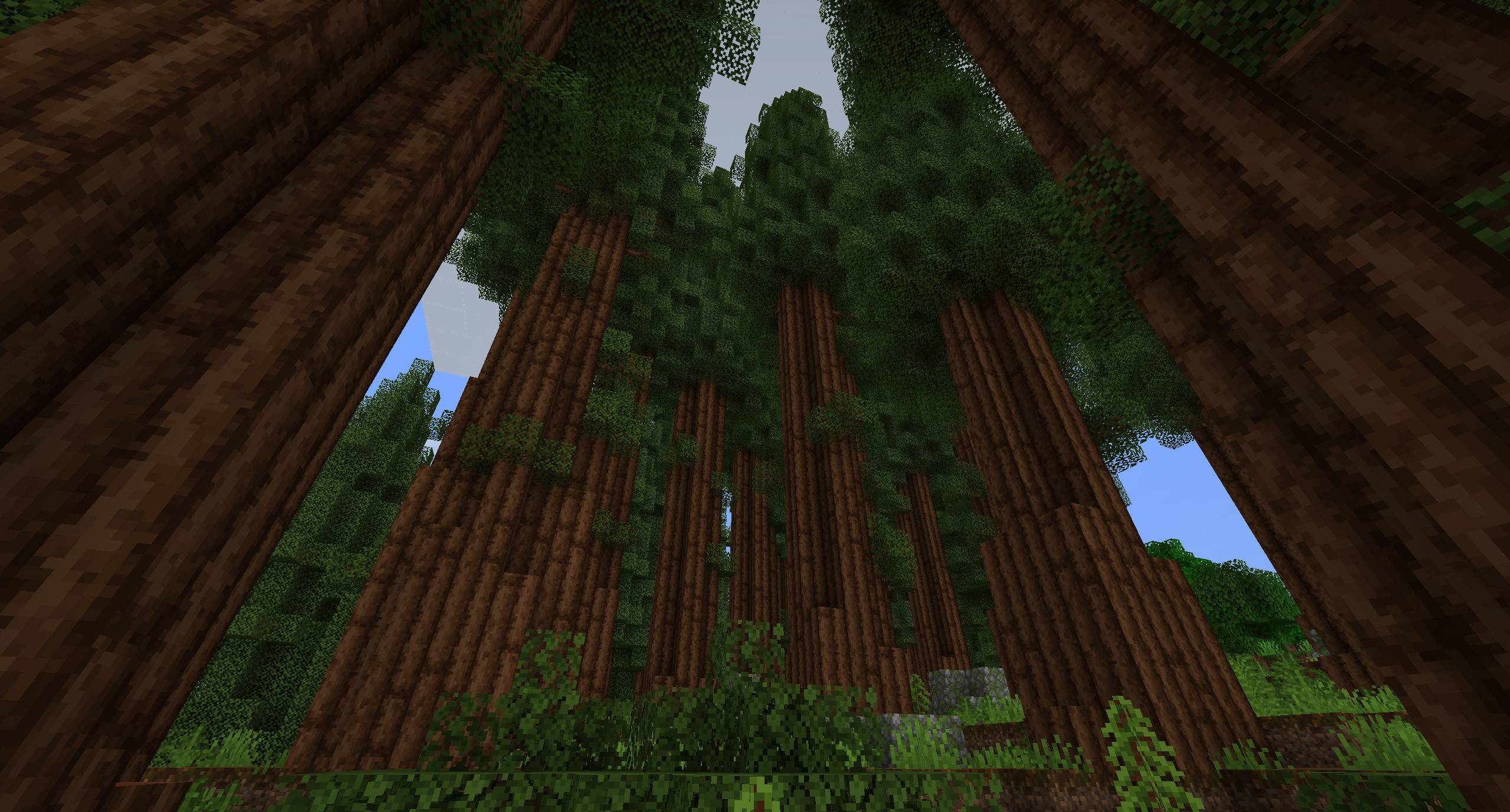 Redwoods