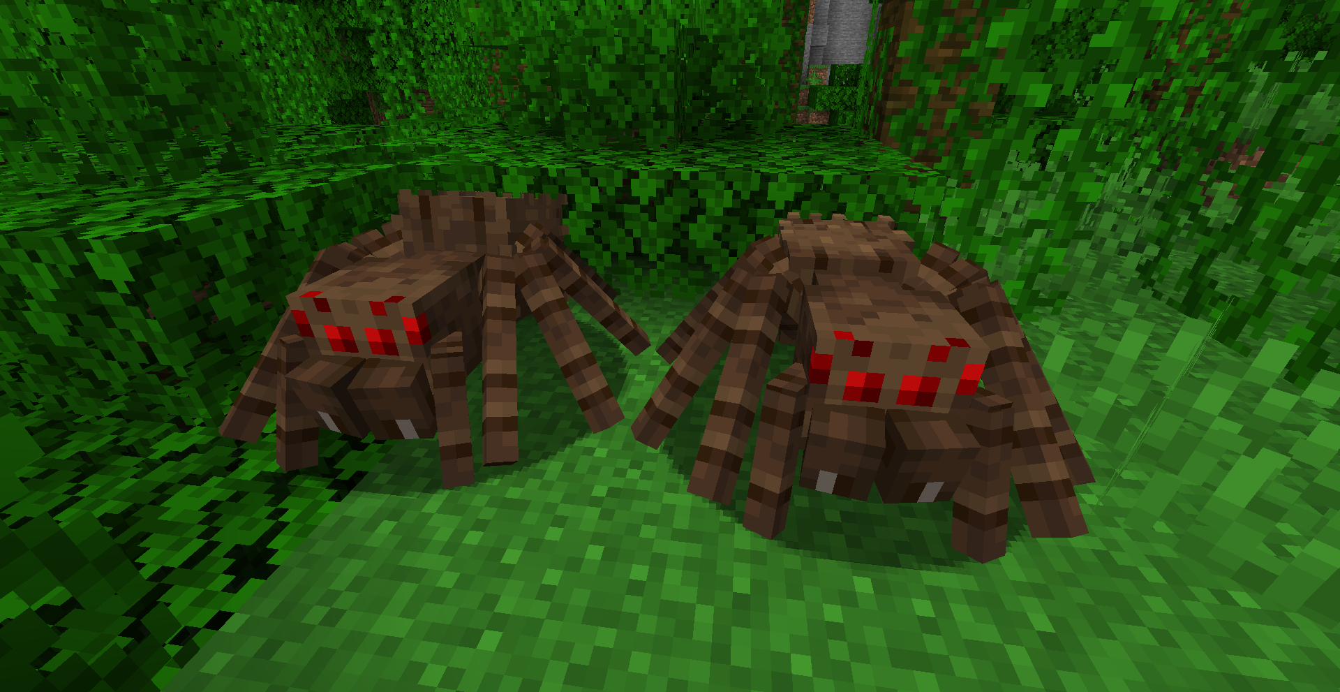 Some Hairy Jungle Spiders