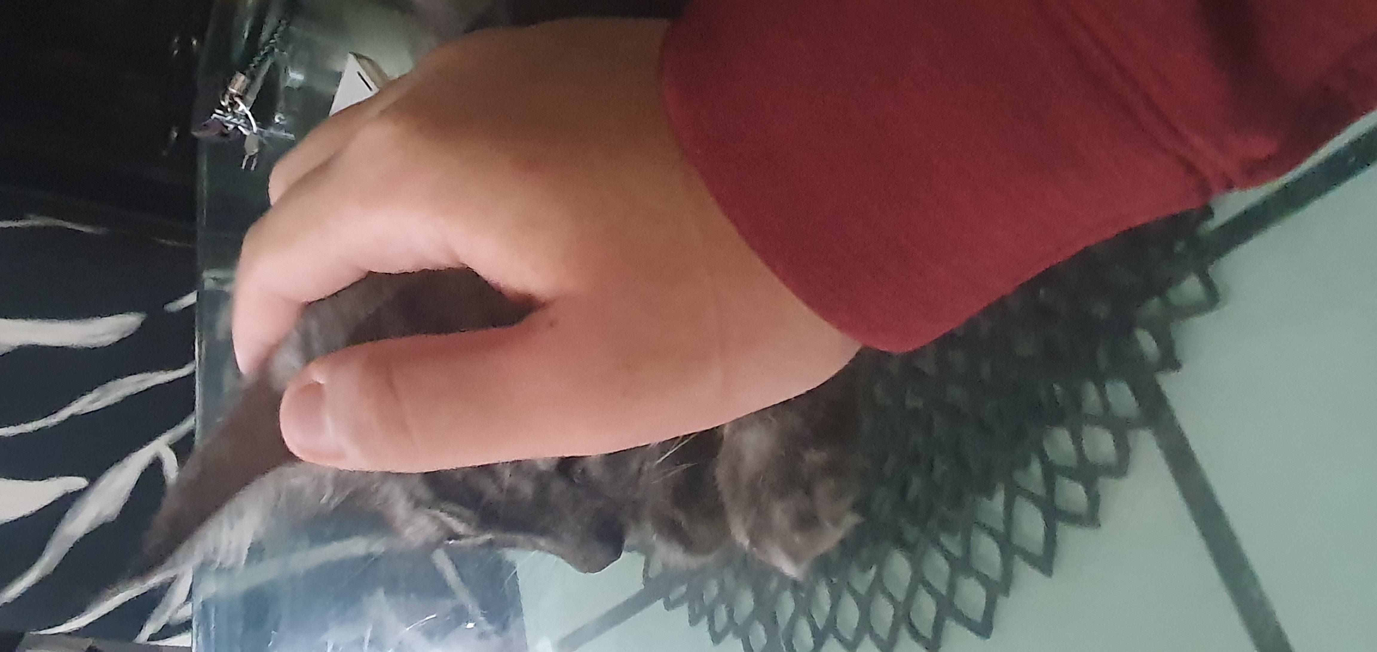 goober.jpg
