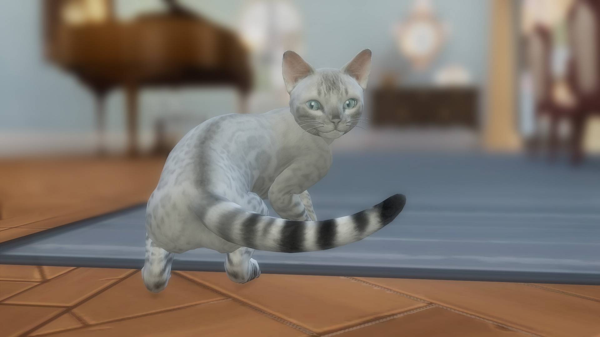 bengal 2.jpg