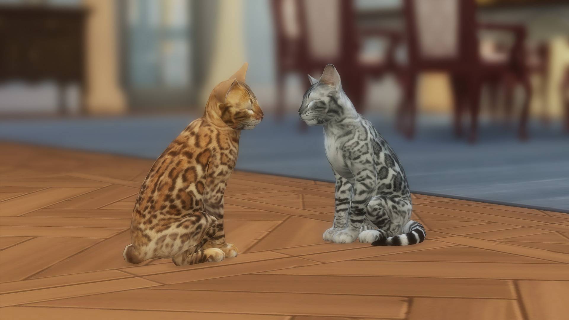 bengal 5.jpg