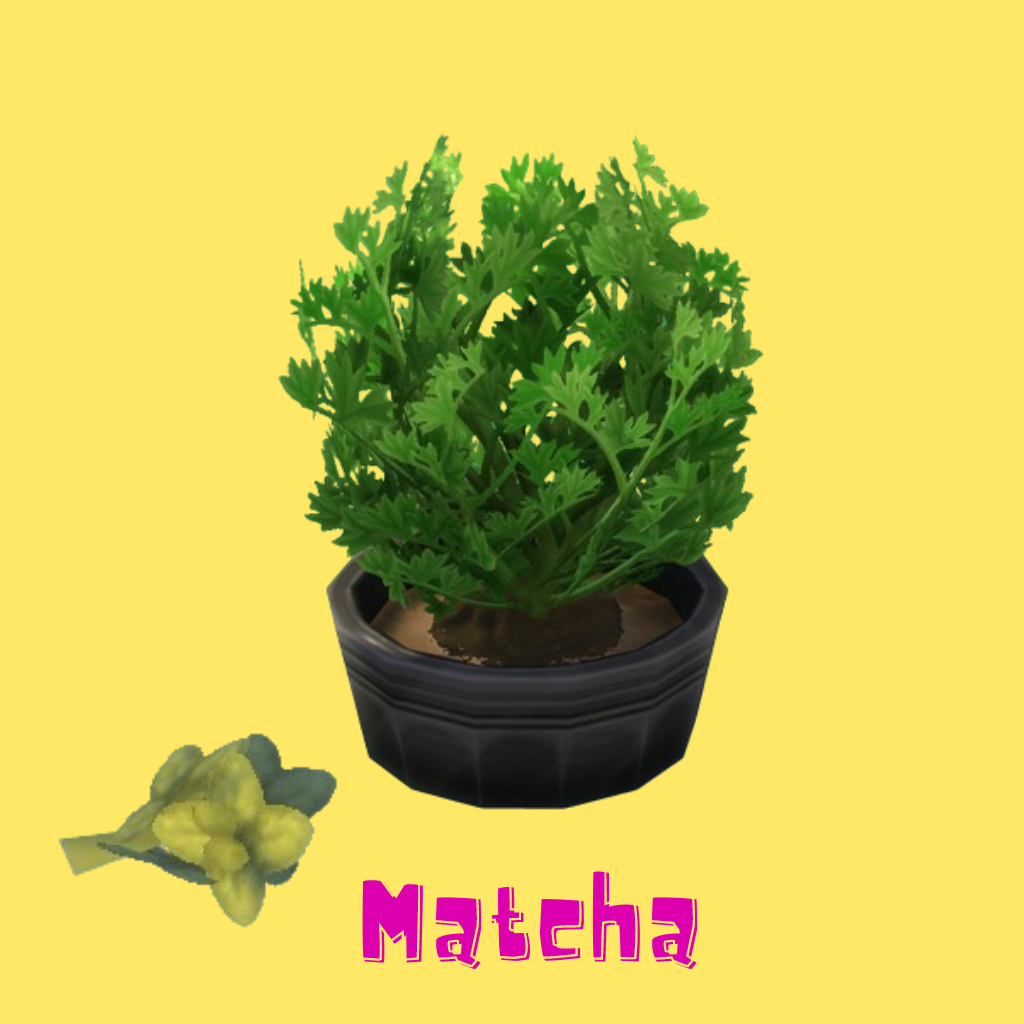Matcha (Harvestable) - Gallery - The Sims 4 Mods - CurseForge