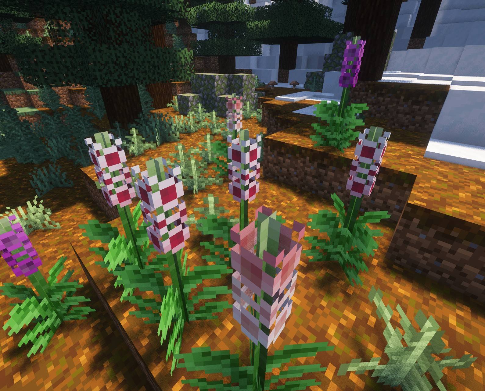 Foxgloves!