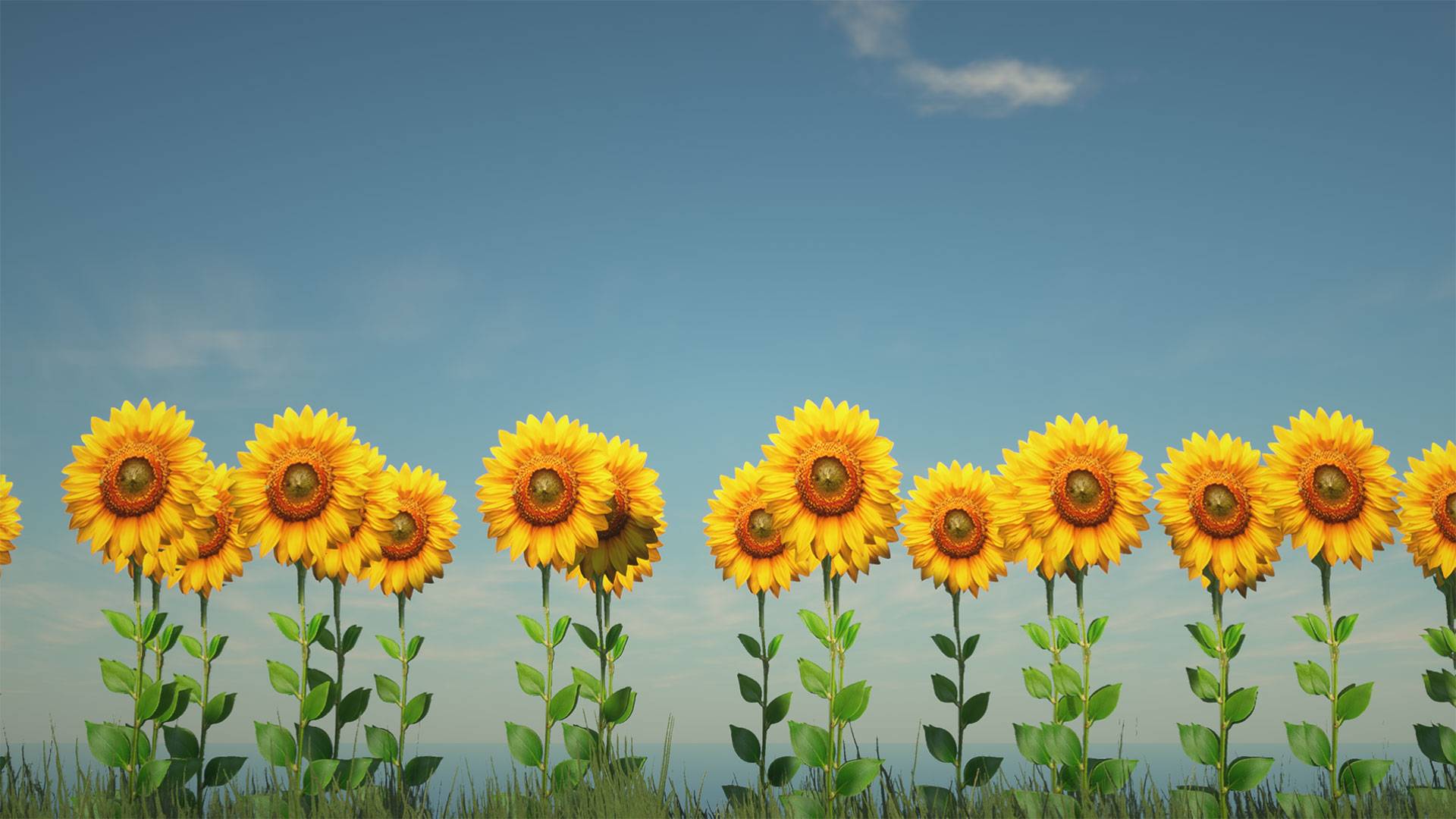 Sunflowers