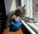 cat_sniper.jpeg