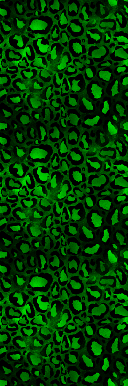 Thumbnail a rainbow leopard short 12.png