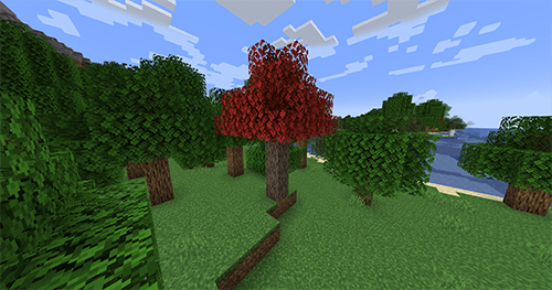 Maple Tree