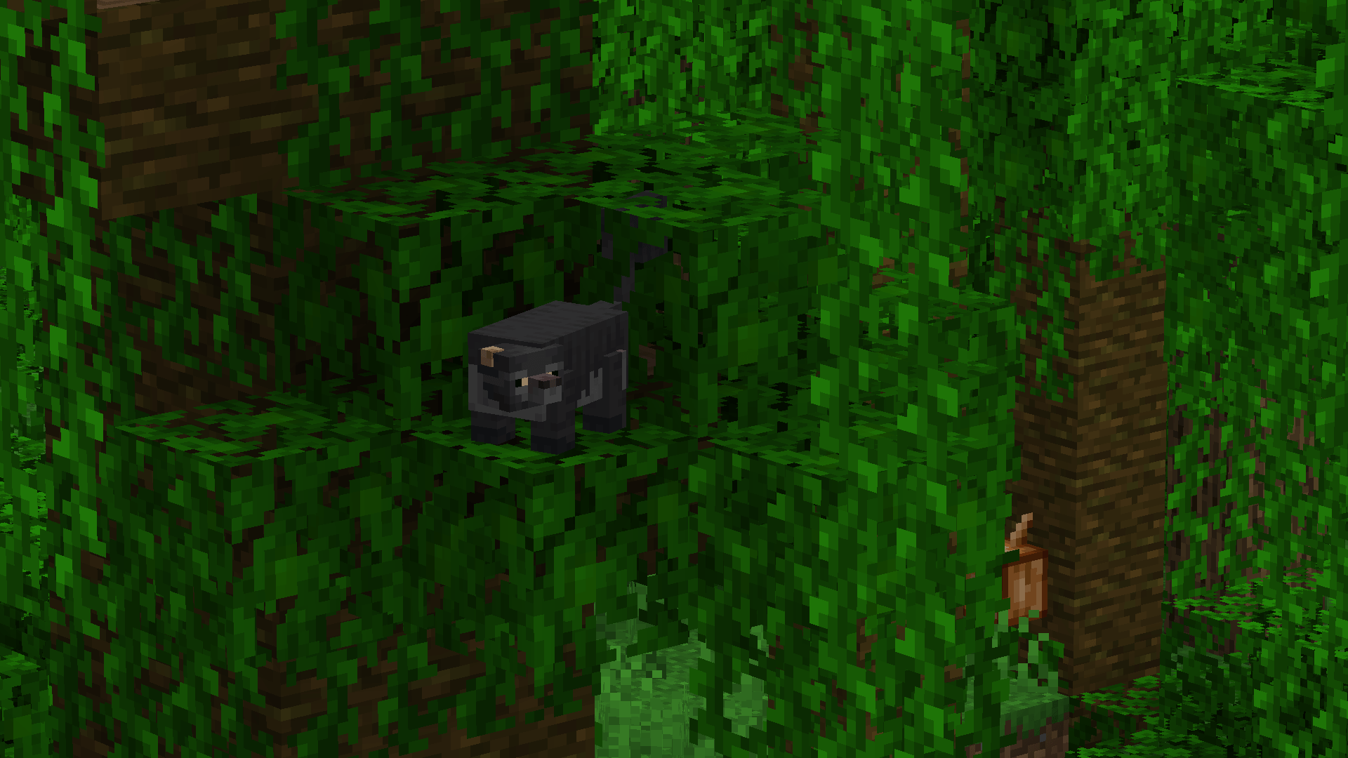 Sulawesi bear cuscus (Note: This update is not released, not yet at least)