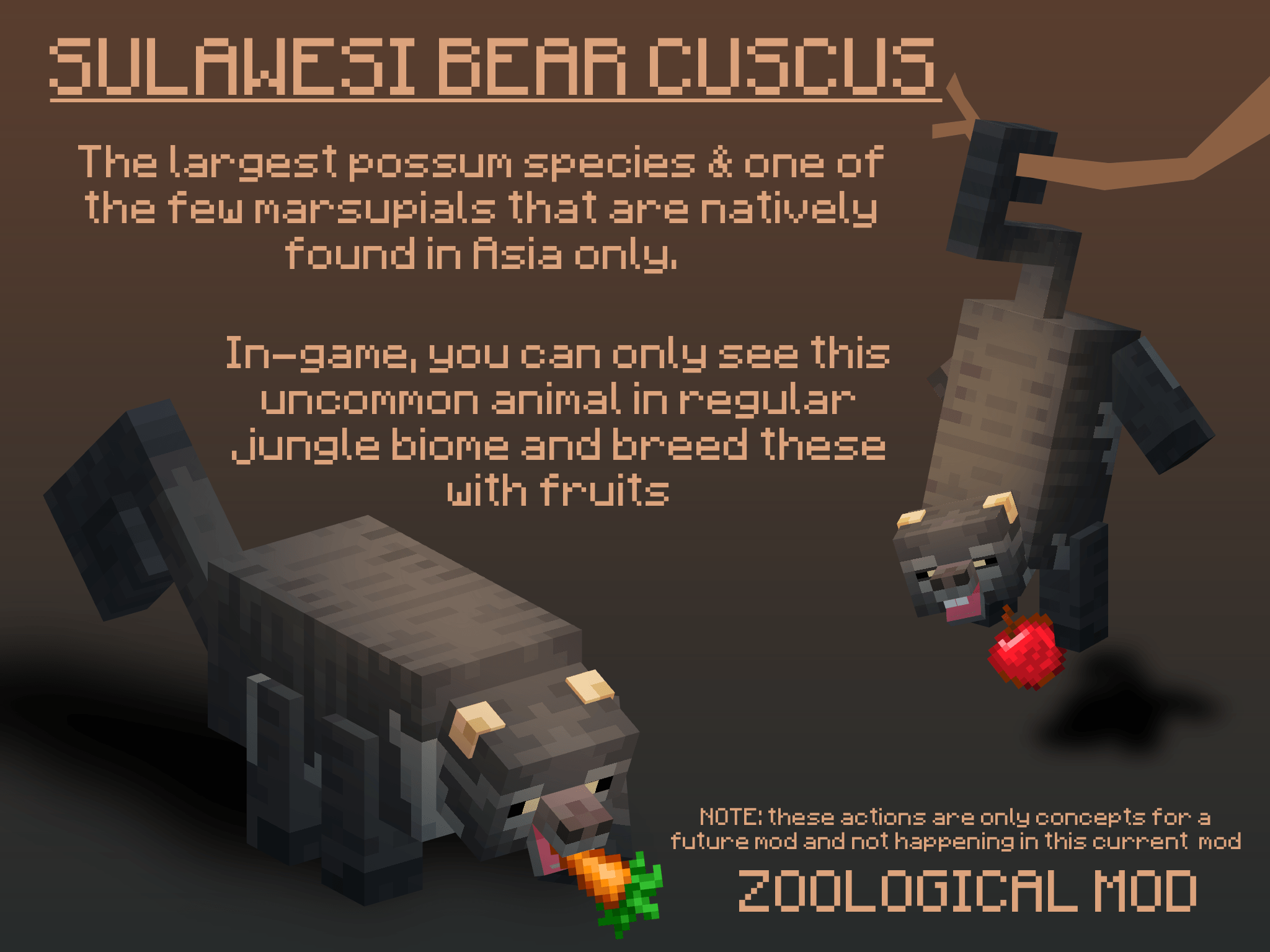 Upcoming remodel of Sulawesi Bear Cuscus