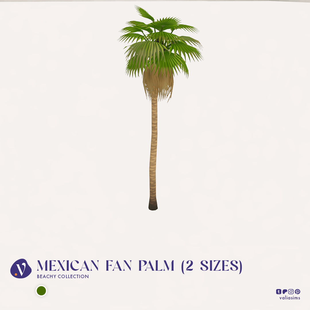 Thumbnail mexican_fan_palm.png