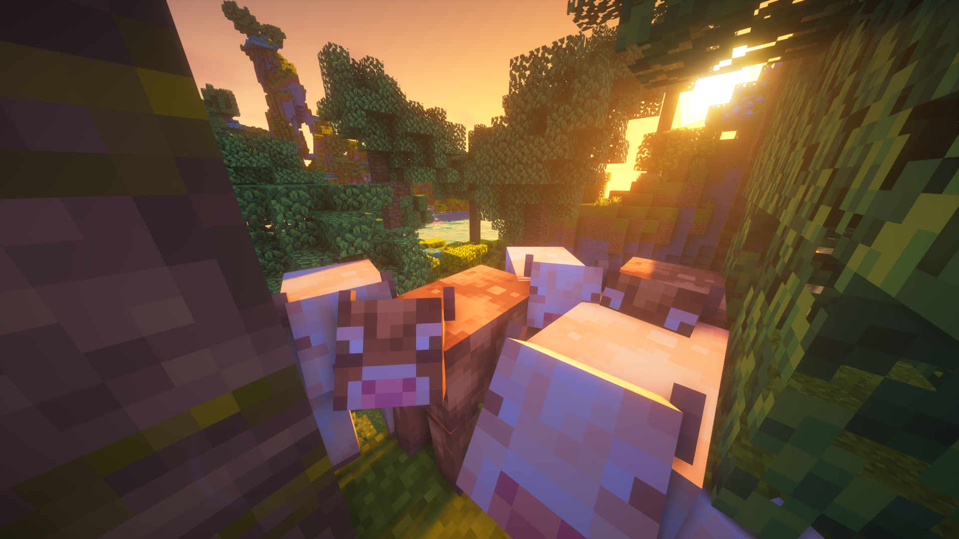 Chocolate & Vanilla Cows