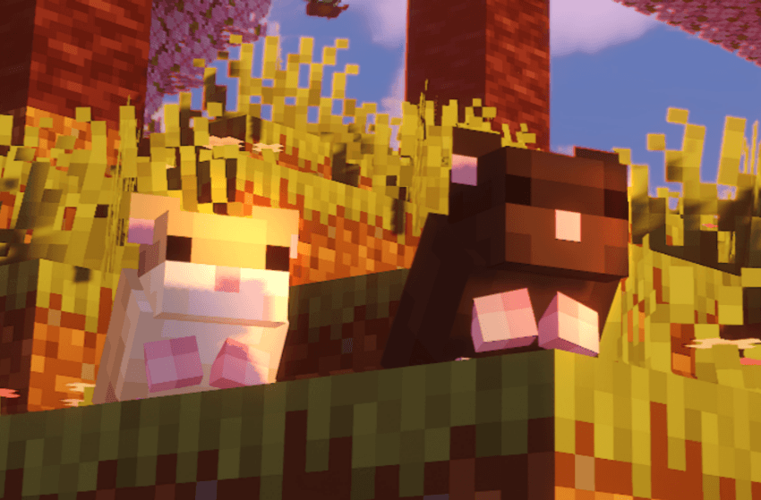 Hamsters staring at the sunset