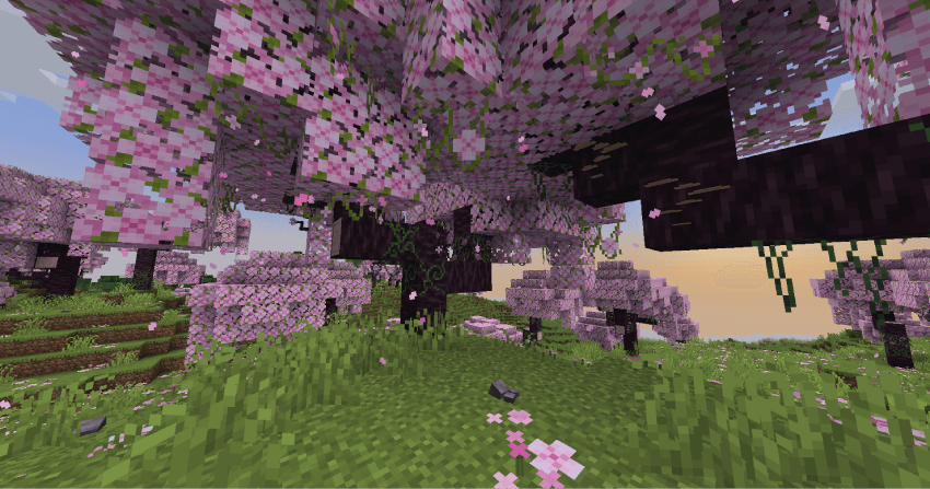 birch forest