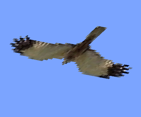Northern harrier