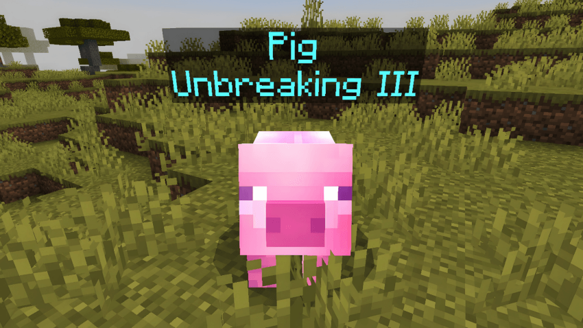 pig
