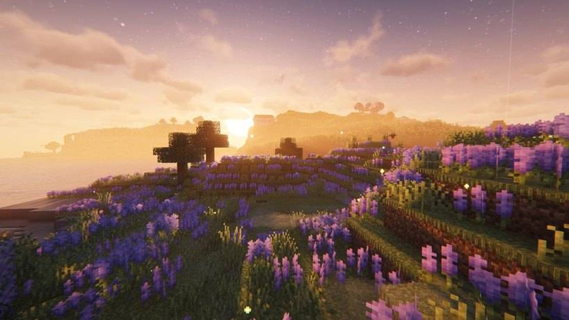 Lavender fields