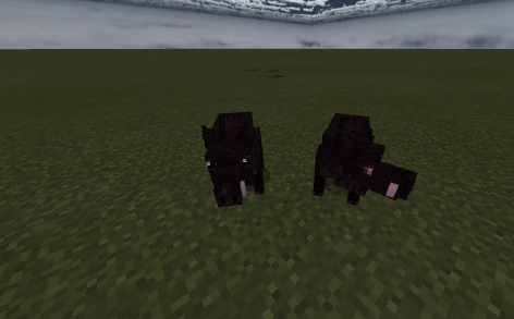 Boars