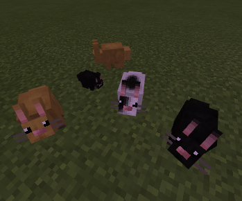 Bunny Variants