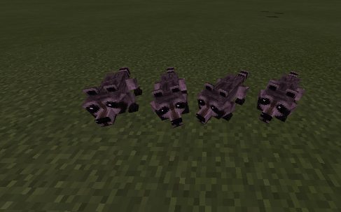 Raccoons