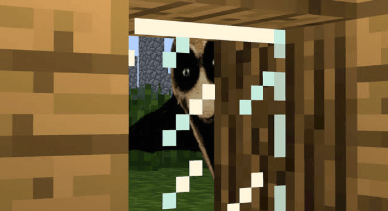 window stalker