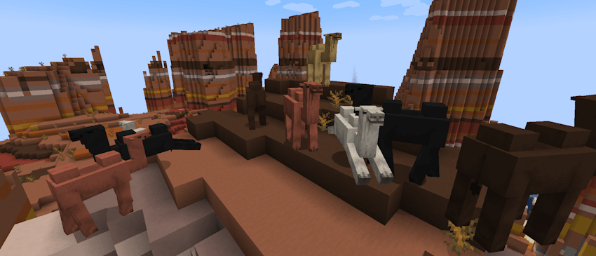 Bactrian Camels